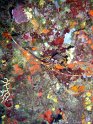 DSC05168 - Langouste~